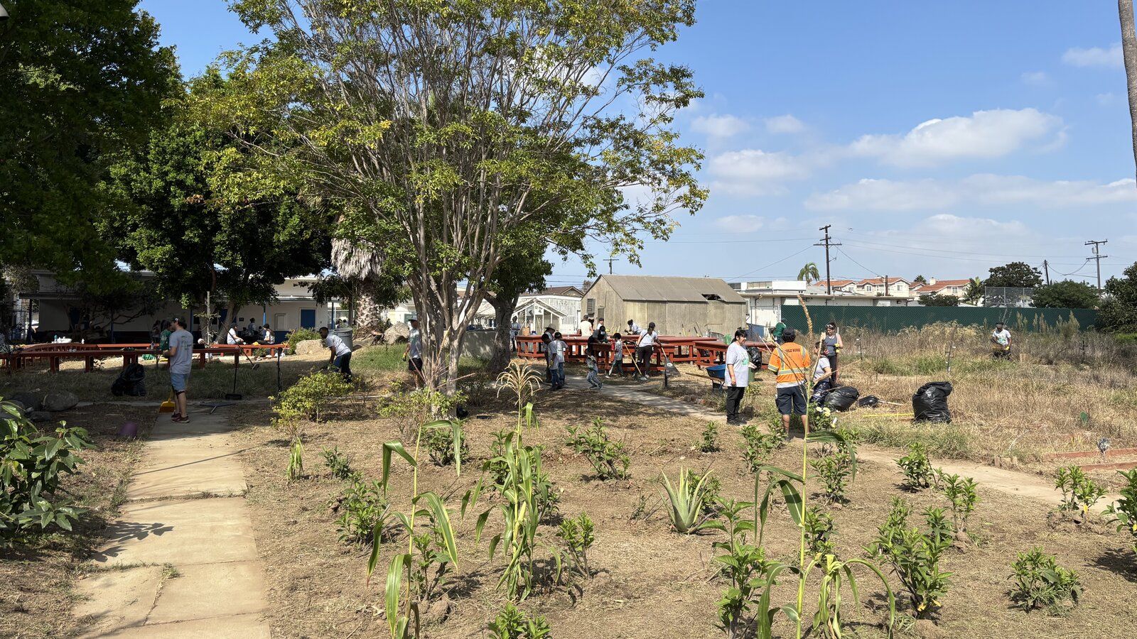 Volunteers raking and bagging debris throughout the Peary Middle School garden, with rows of young plants in the foreground.